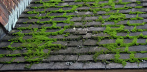 Mold on the Roof